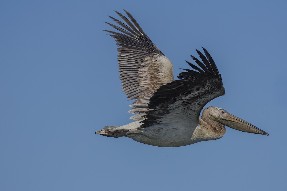 Розовый пеликан - ML646644950