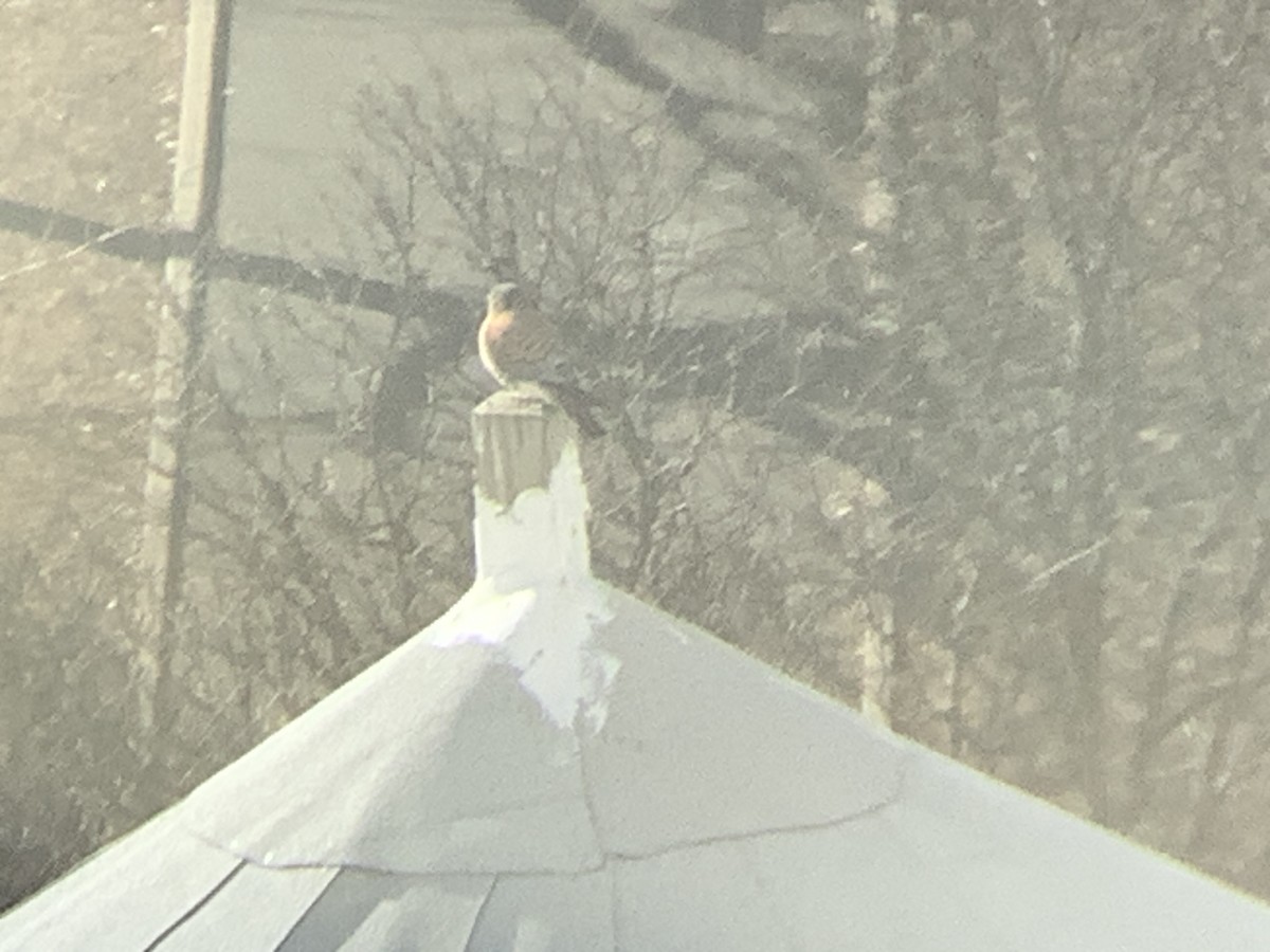 American Kestrel - ML646644951