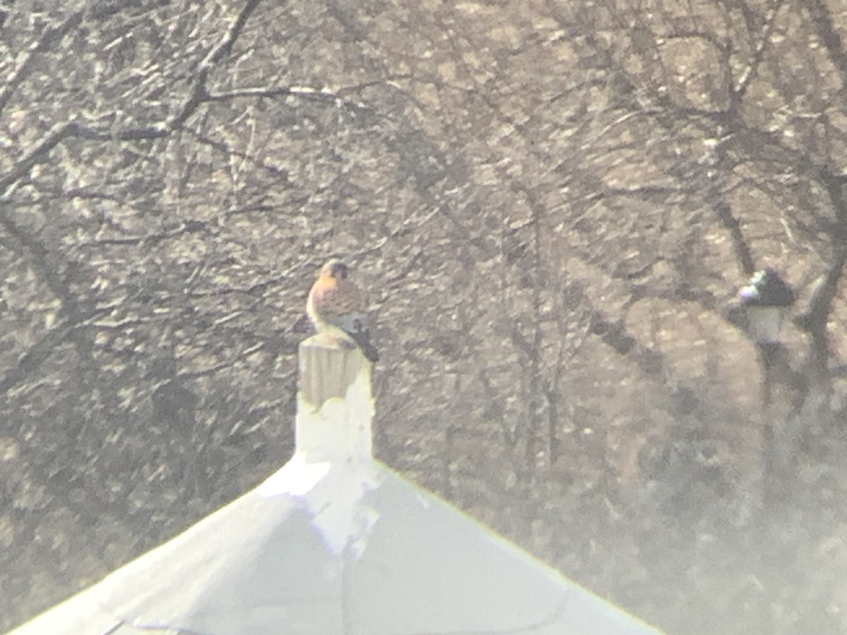 American Kestrel - ML646644952