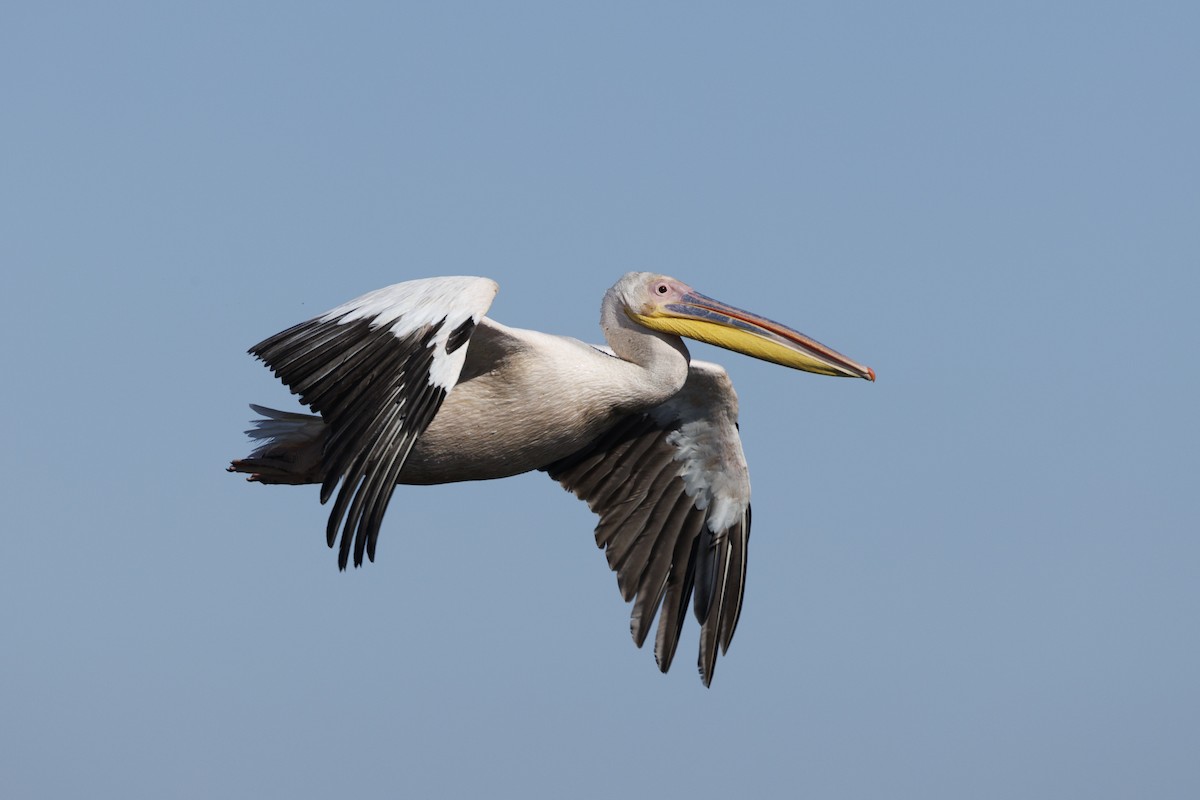 Розовый пеликан - ML646644953