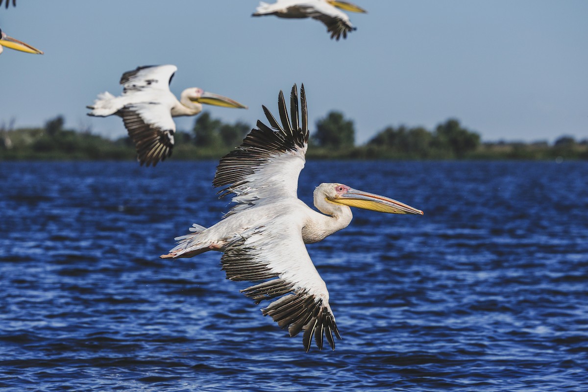 Розовый пеликан - ML646644954