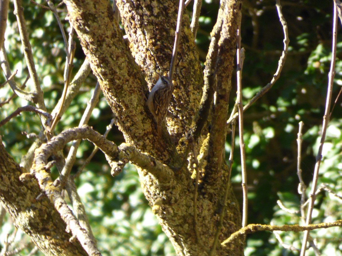 Short-toed Treecreeper - ML646644955