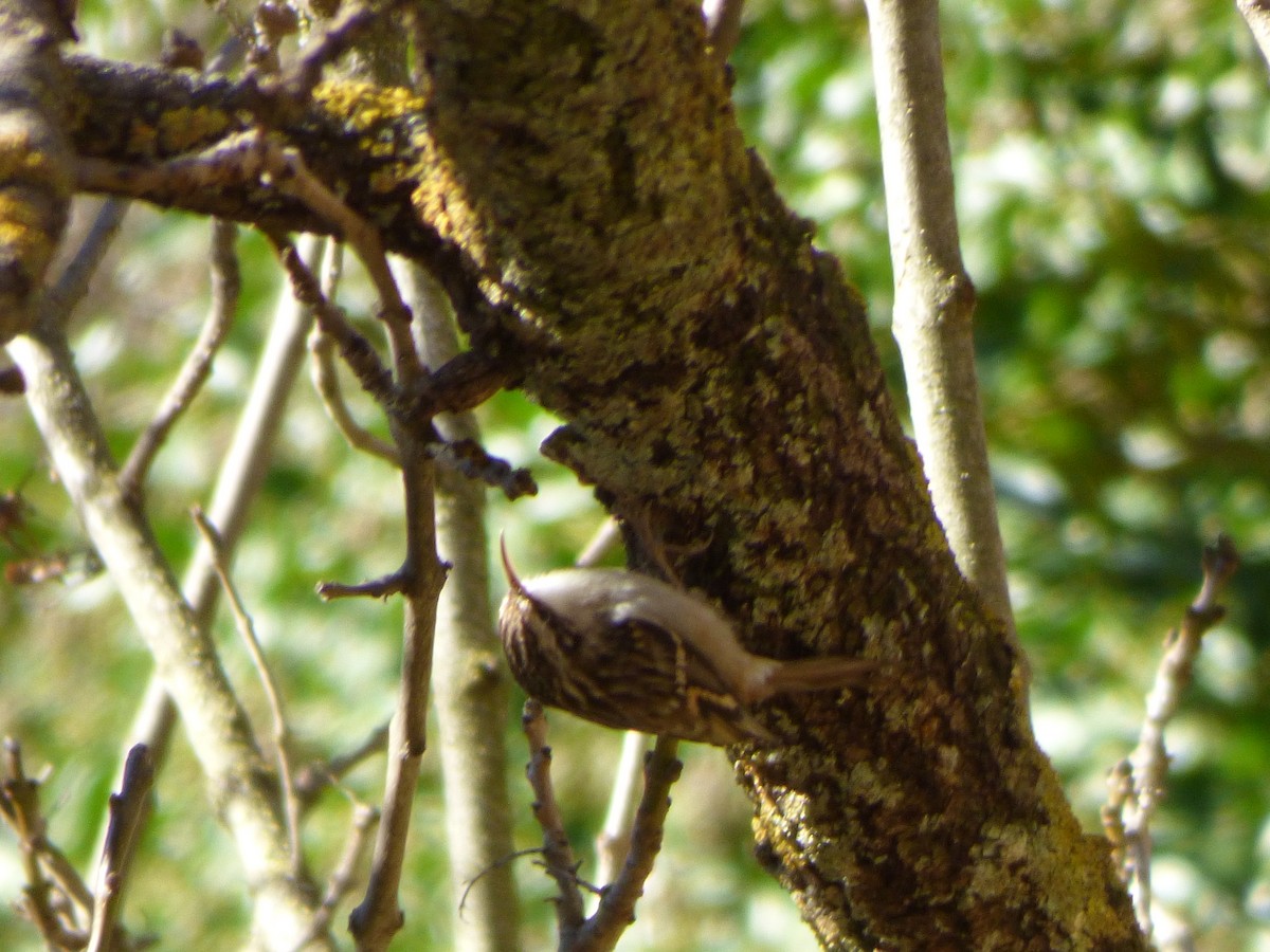 Short-toed Treecreeper - ML646644956