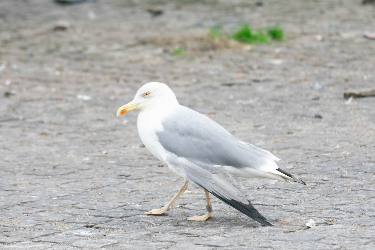 Yellow-legged Gull - ML646644957
