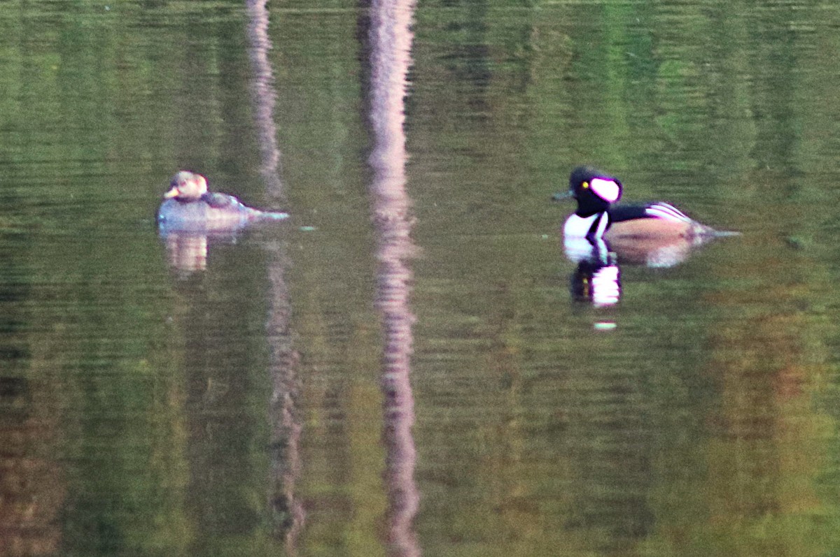 Hooded Merganser - ML646644959