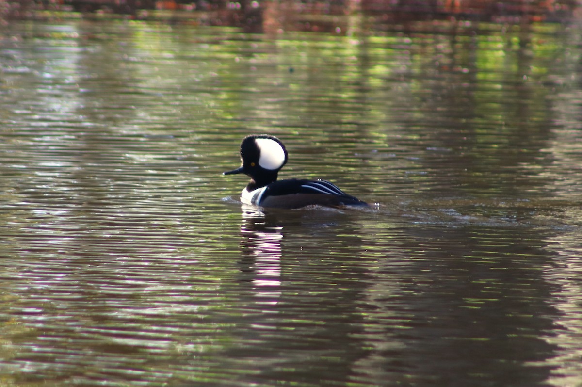 Hooded Merganser - ML646644961