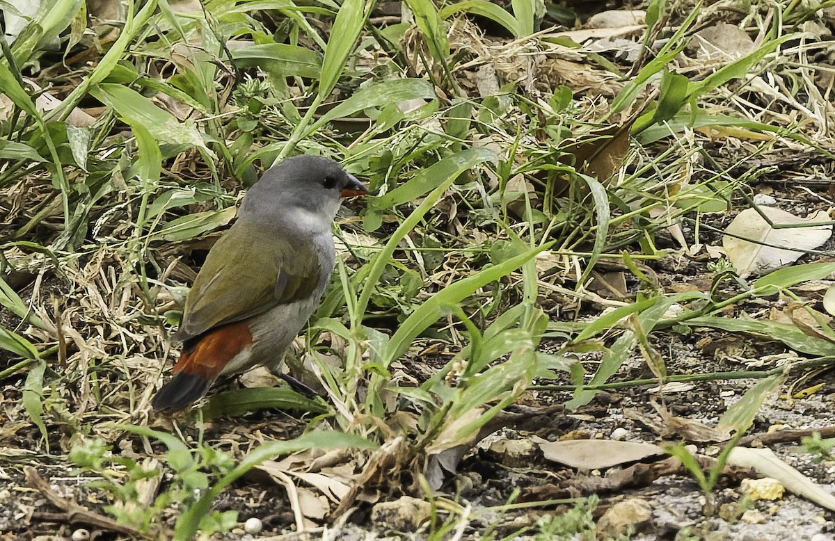 Estrilda Ventrigualda Meridional - ML646644962