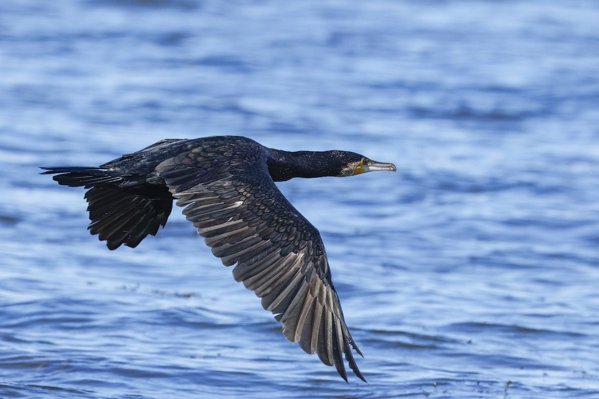 Большой баклан - ML646644965