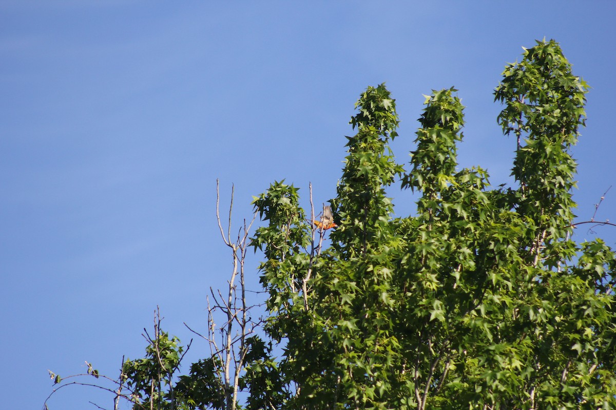 Summer Tanager - ML646644967
