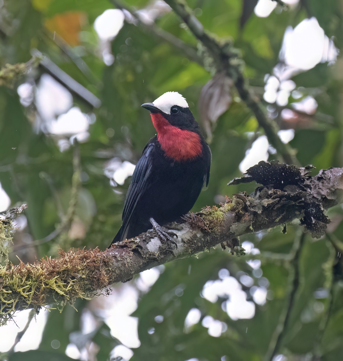 Weißkappentangare - ML646644968