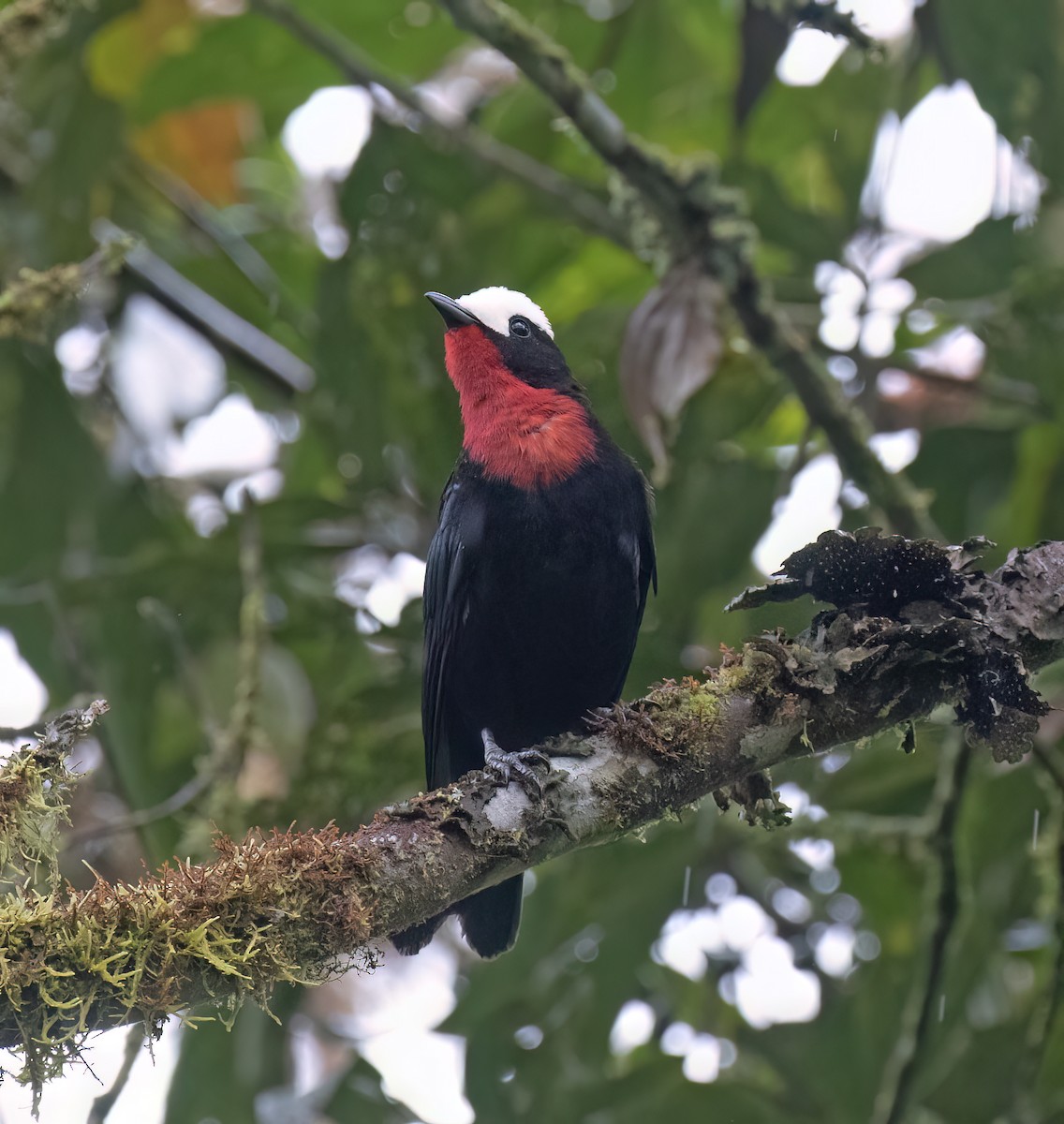 Weißkappentangare - ML646644969