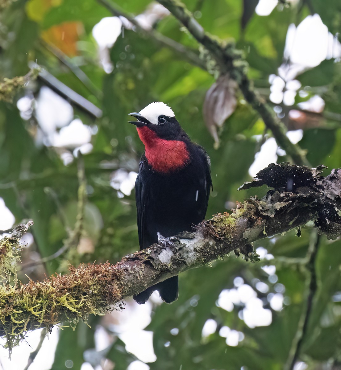 Weißkappentangare - ML646644970