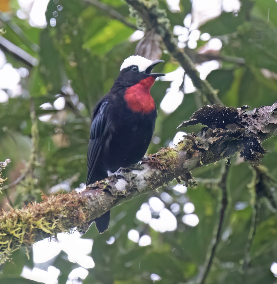 Weißkappentangare - ML646644971