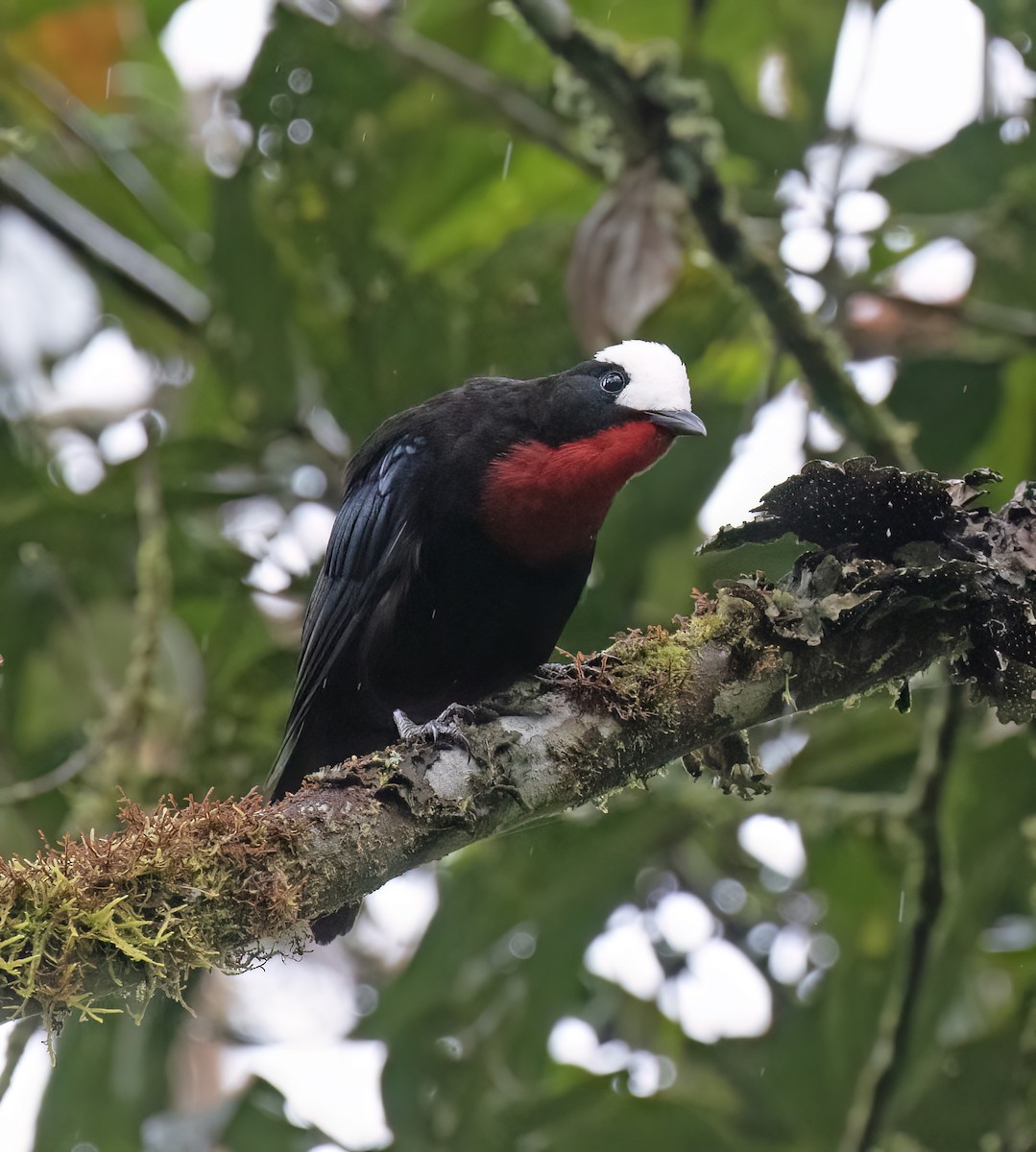 Weißkappentangare - ML646644972