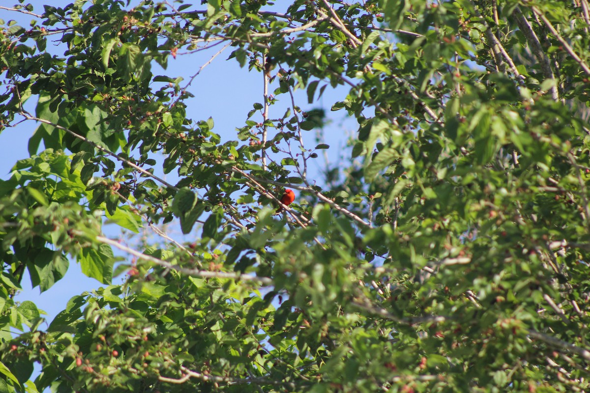 Scharlachkardinal - ML646644973