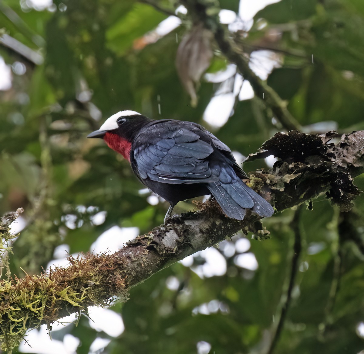 Weißkappentangare - ML646644974