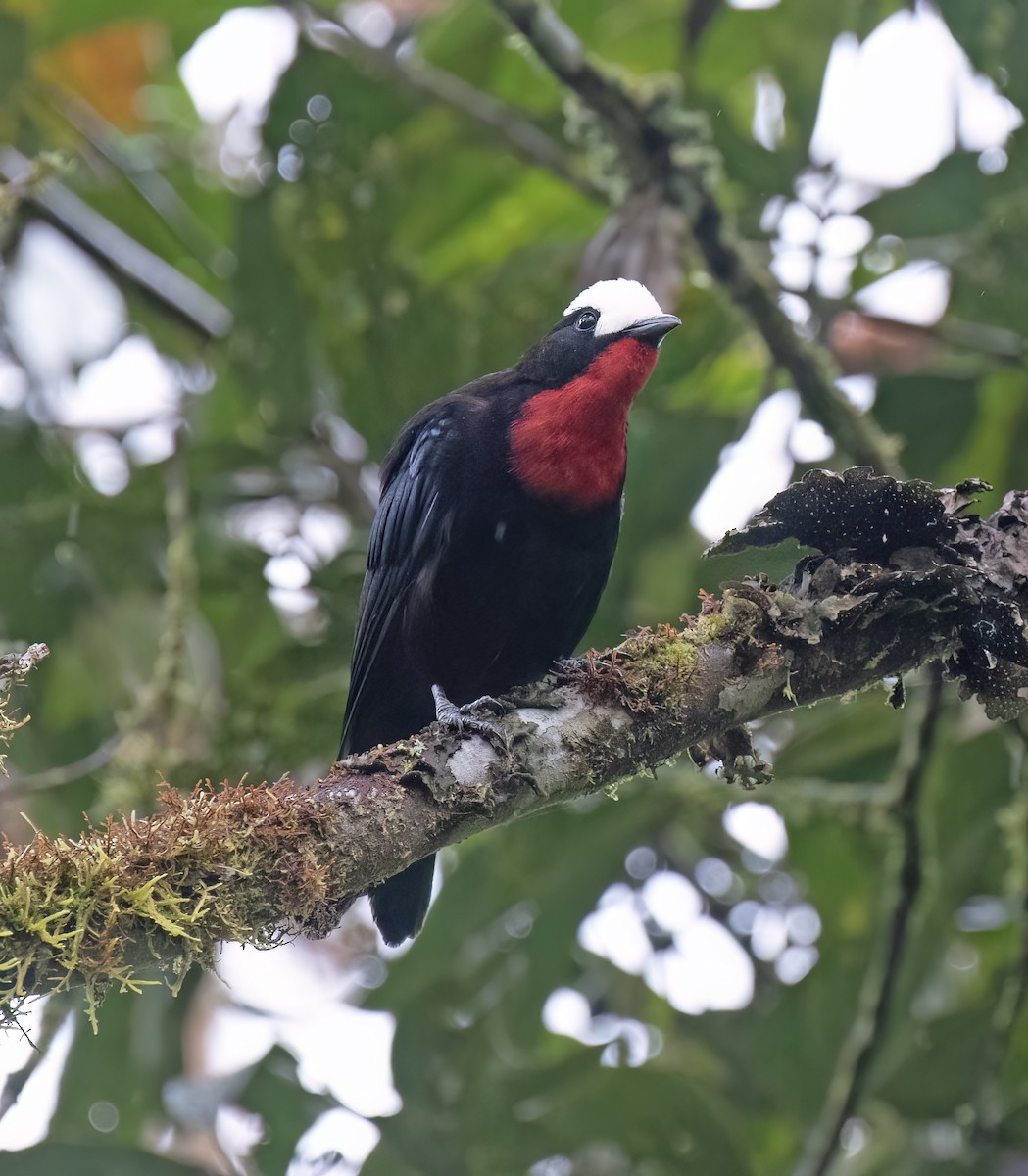 Weißkappentangare - ML646644975