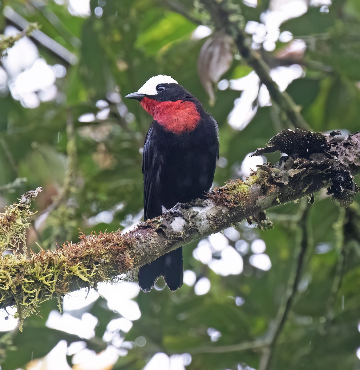 Weißkappentangare - ML646644976