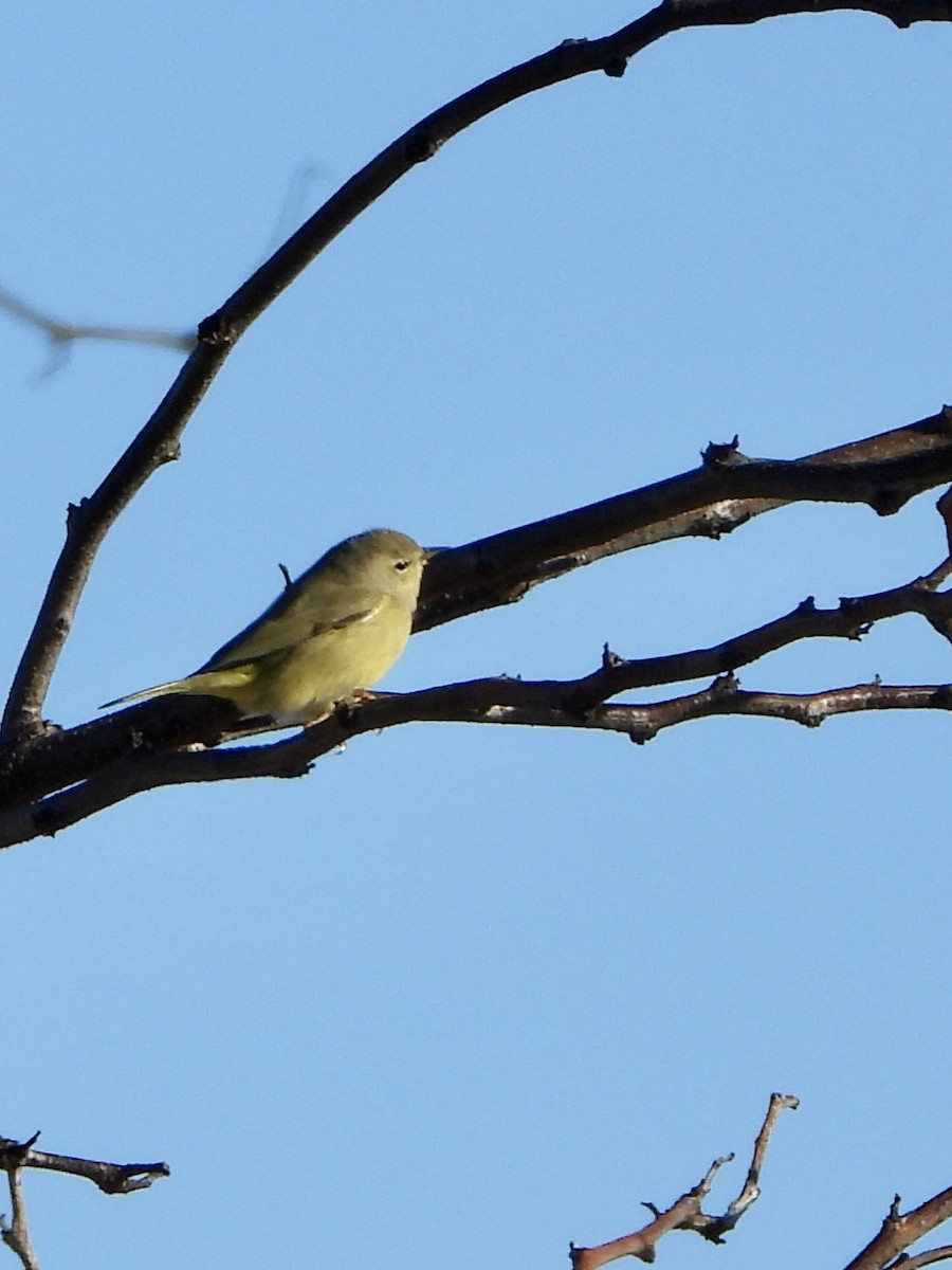 oransjekroneparula - ML646644977