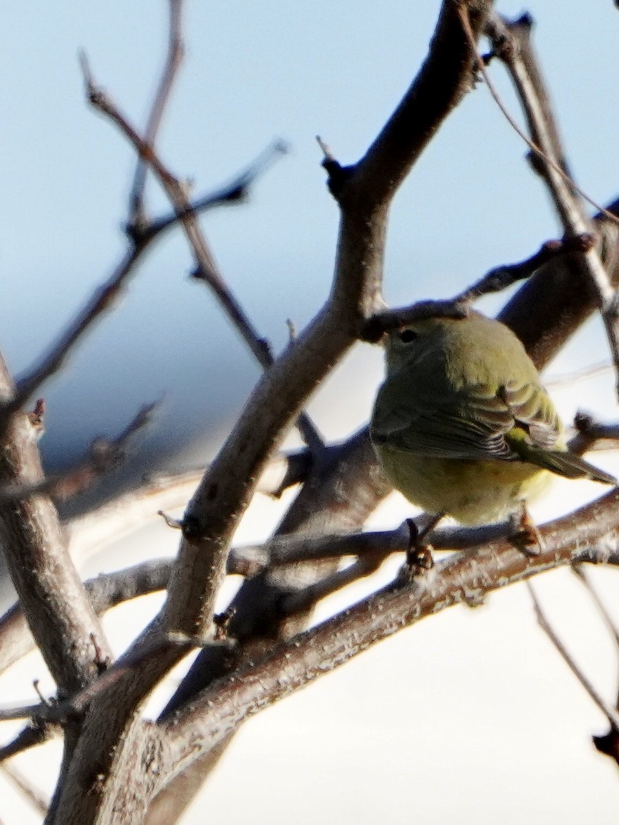 oransjekroneparula - ML646644978