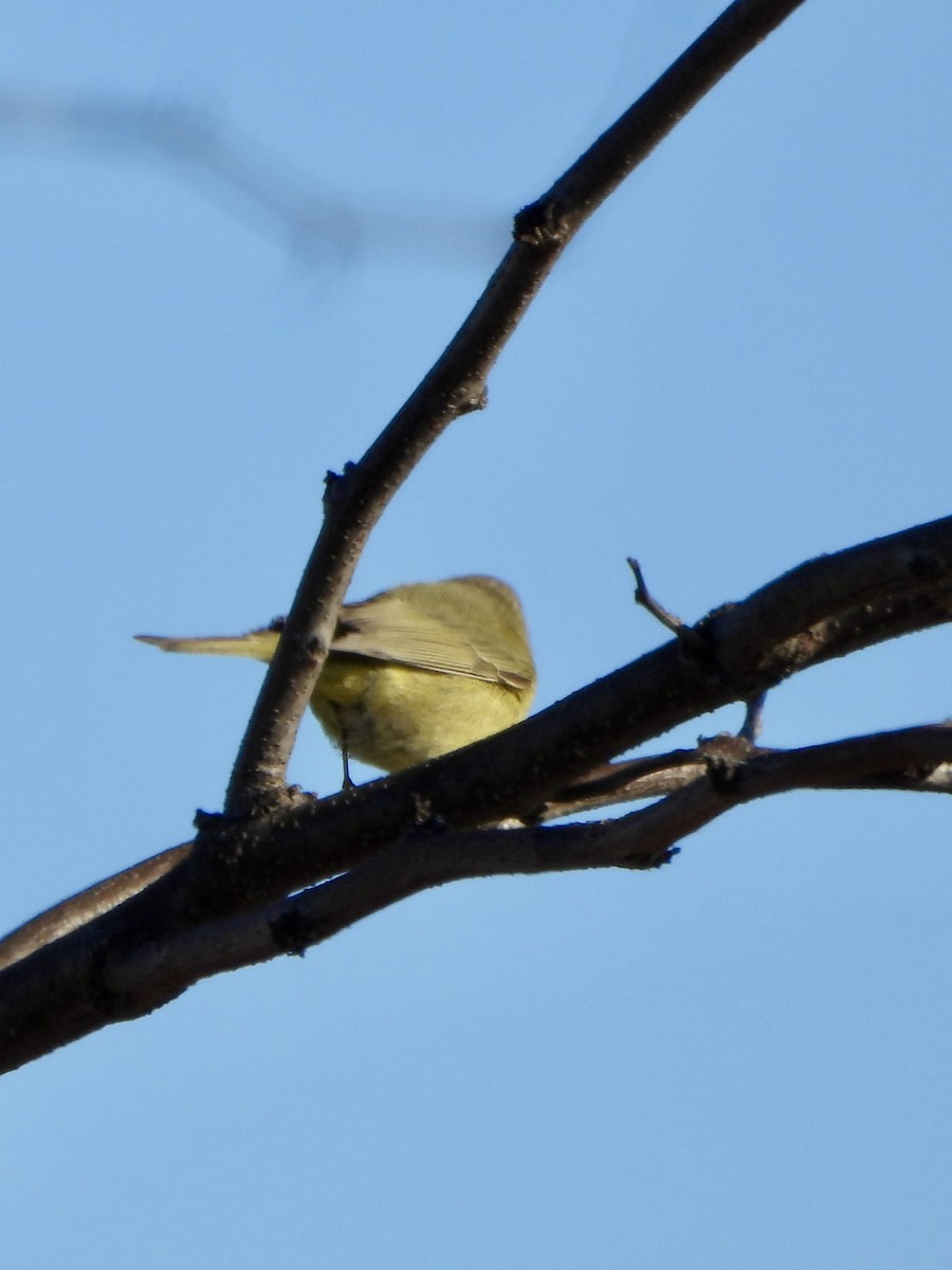 oransjekroneparula - ML646644979