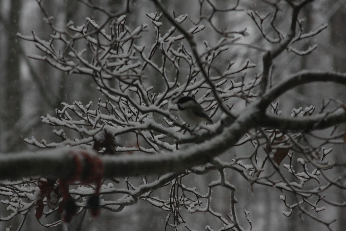 Carolinameise - ML646644981