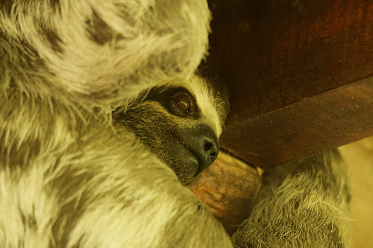 Brown-throated Three-toed Sloth - ML646644982