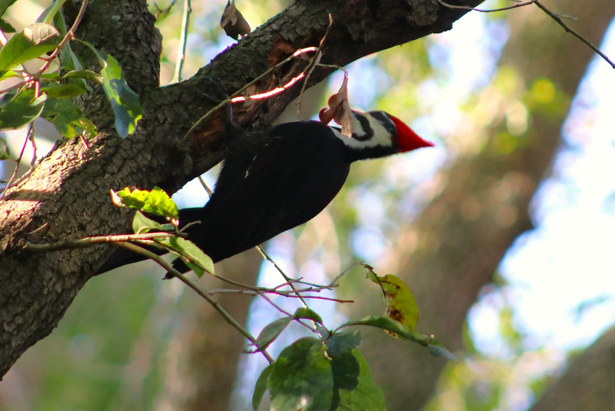 Pileated Woodpecker - ML646644983