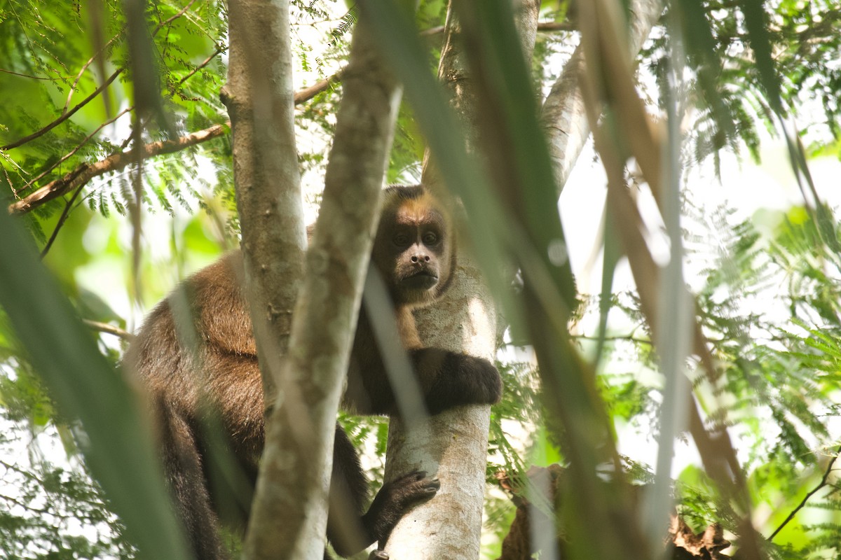 Brown Capuchin - ML646644984