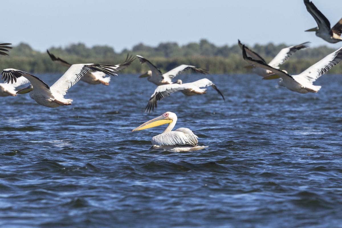 Розовый пеликан - ML646644985