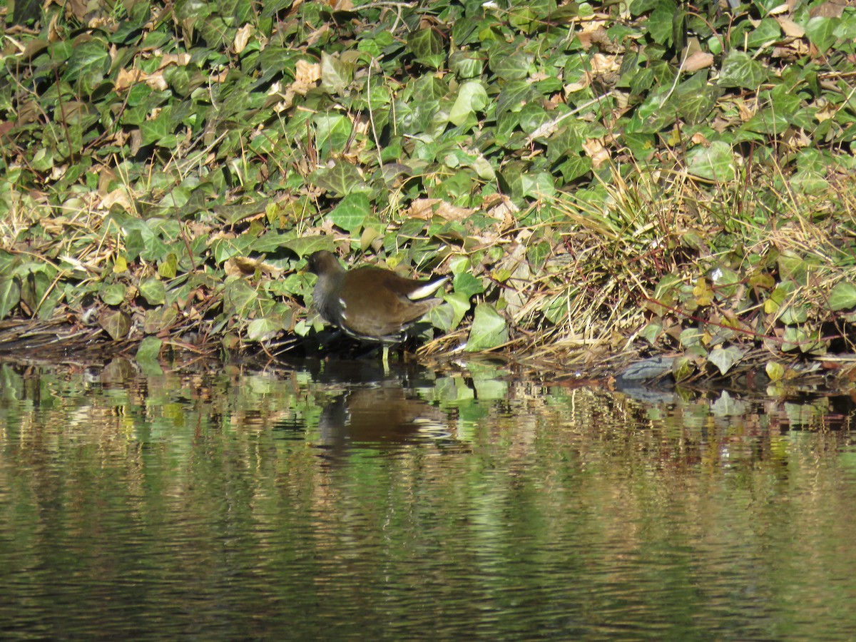 Sutavuğu - ML646644986