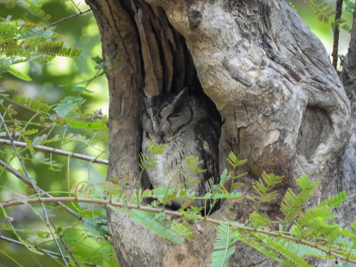 Indien-Zwergohreule - ML646644987