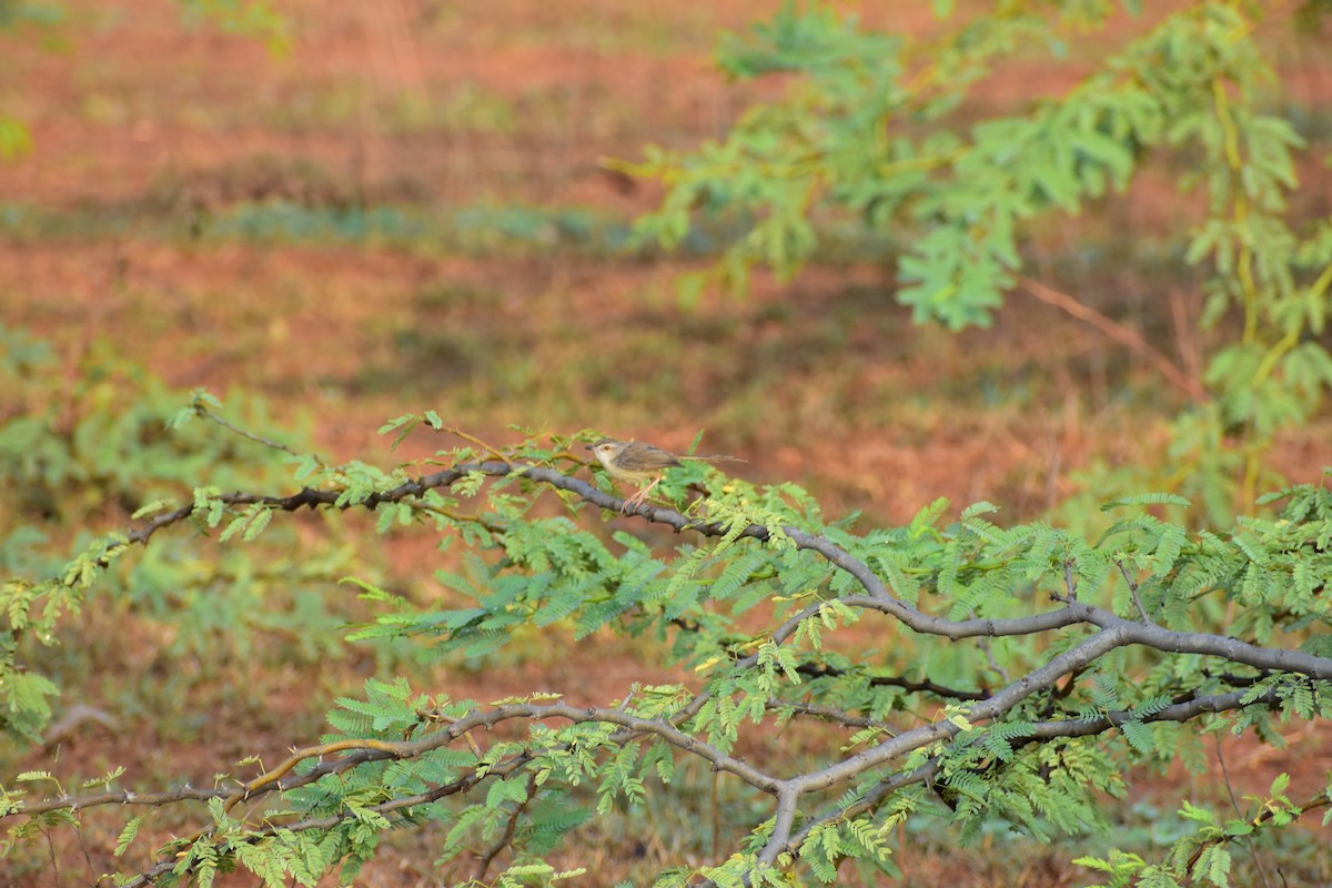 Schlichtprinie - ML646644994