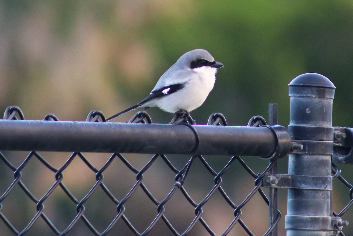 Pie-grièche migratrice - ML646644995