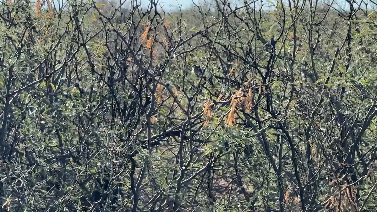 Чернохвостая комароловка - ML646644997