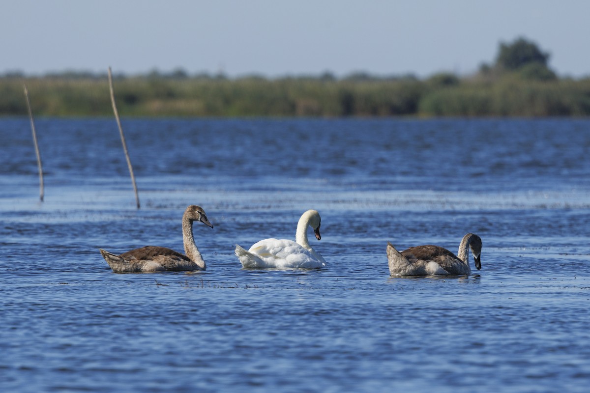 Лебедь-шипун - ML646644998