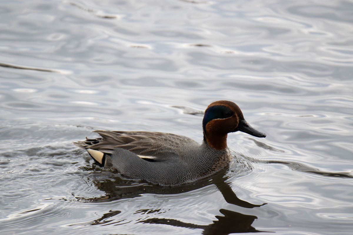 Krickente - ML646644999