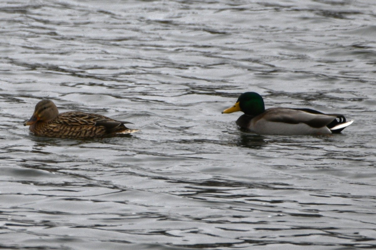 Stockente - ML646645000