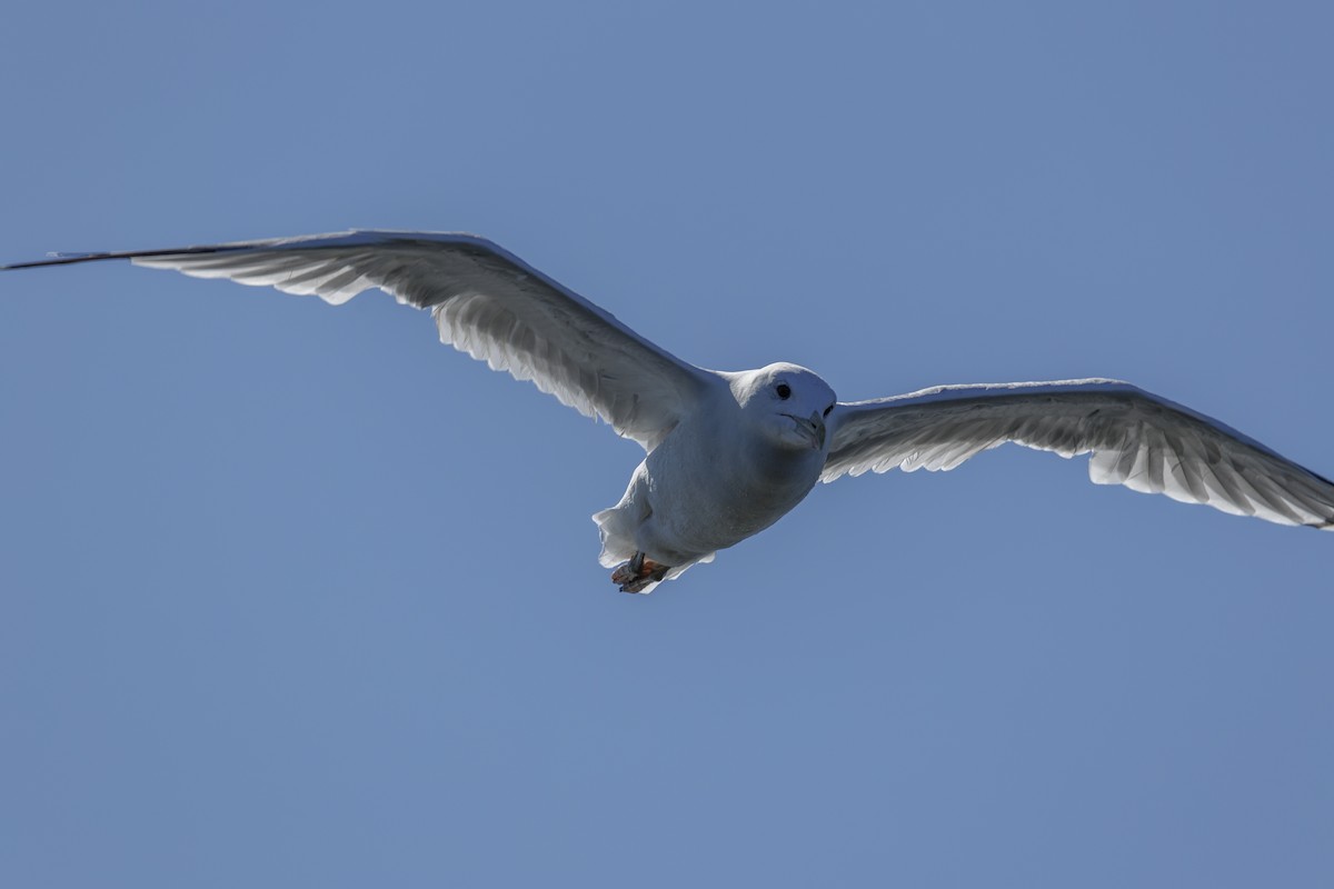 Хохотунья - ML646645002