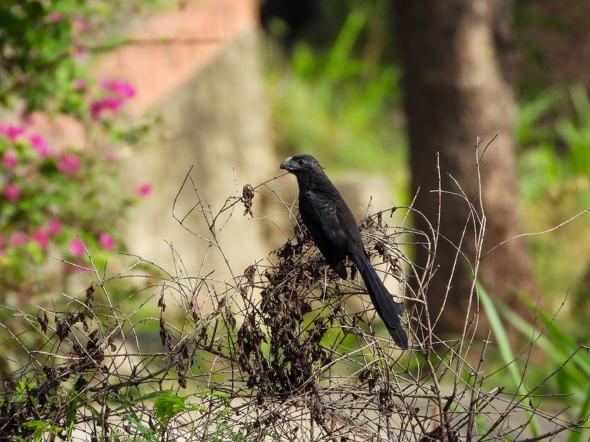 Smooth-billed Ani - ML646645003