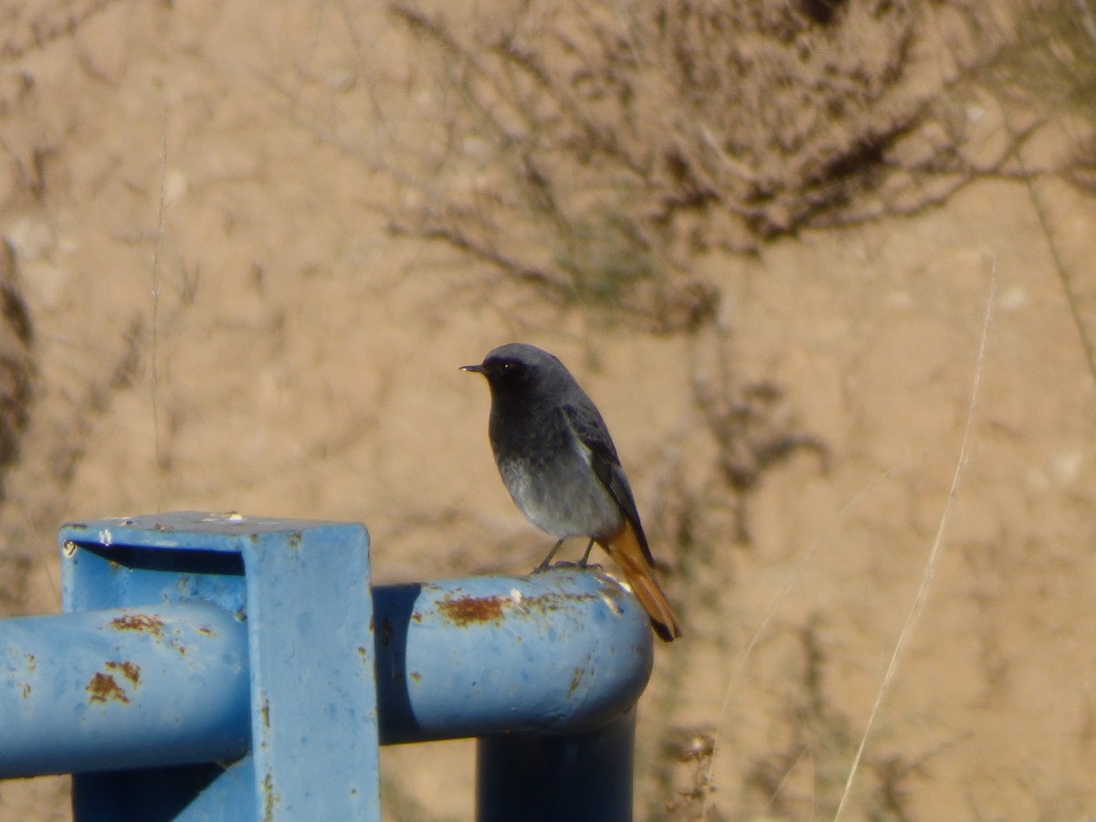 Hausrotschwanz - ML646645004