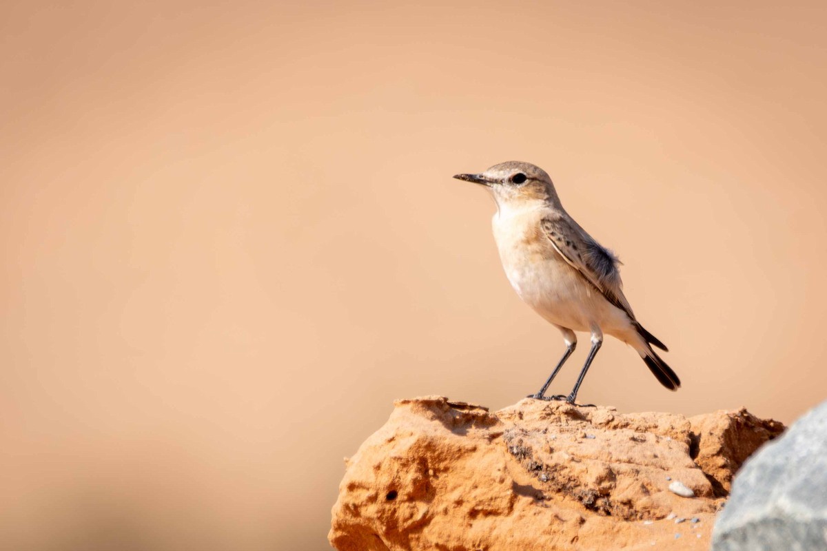 Isabelline Wheatear - ML646645005
