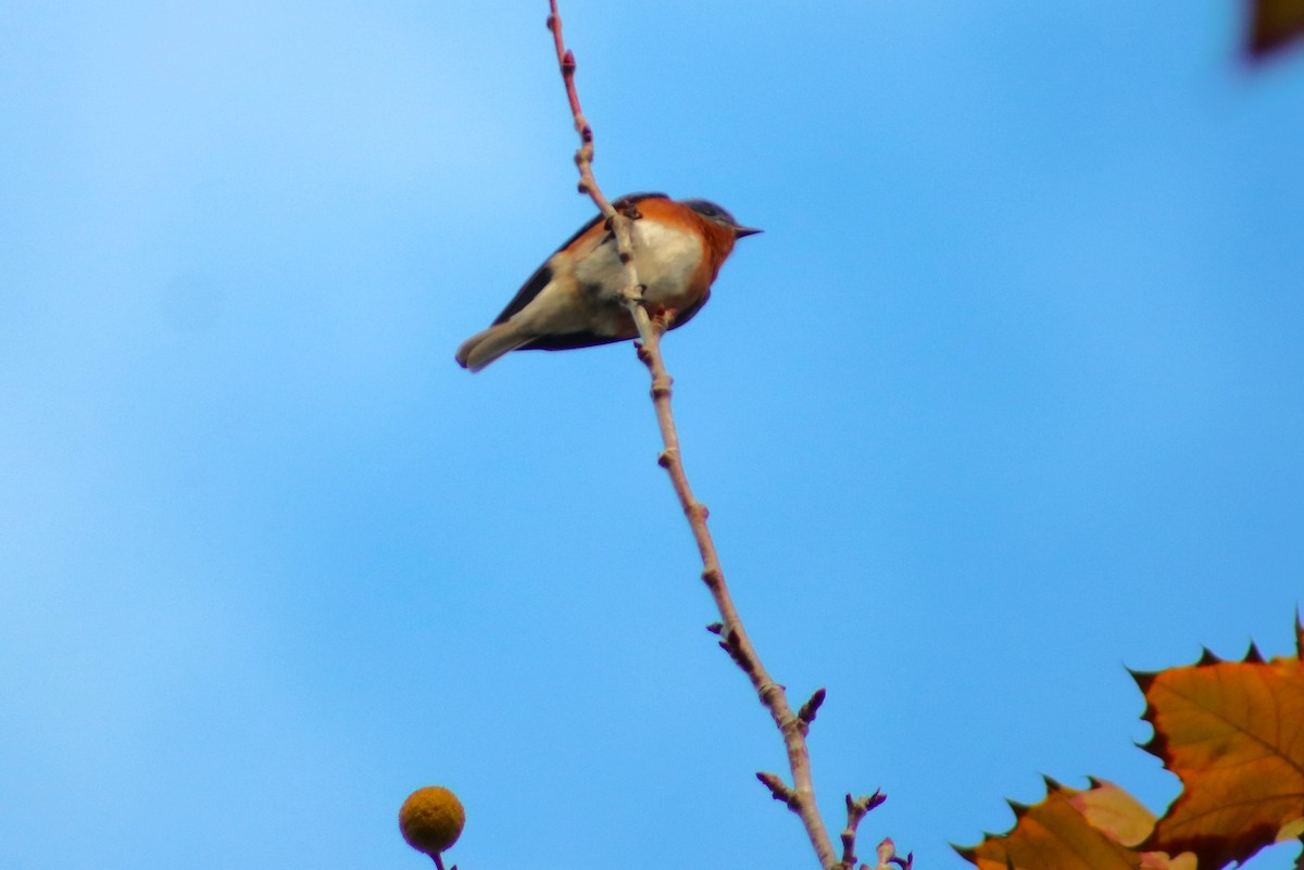 Eastern Bluebird - ML646645006