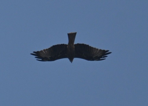 Schwarzmilan - ML646645009