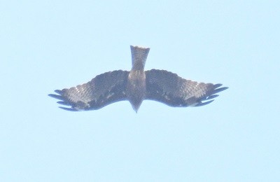 Schwarzmilan - ML646645010