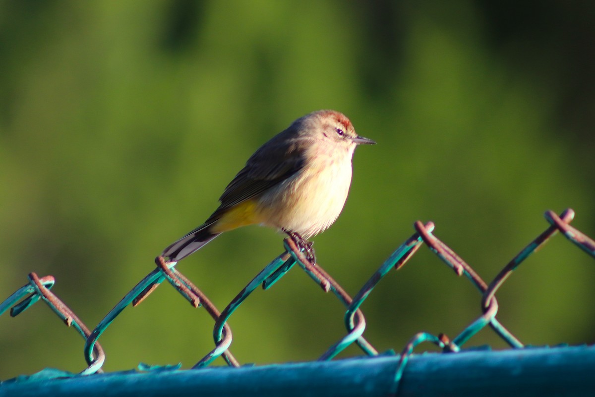 Palm Warbler - ML646645021
