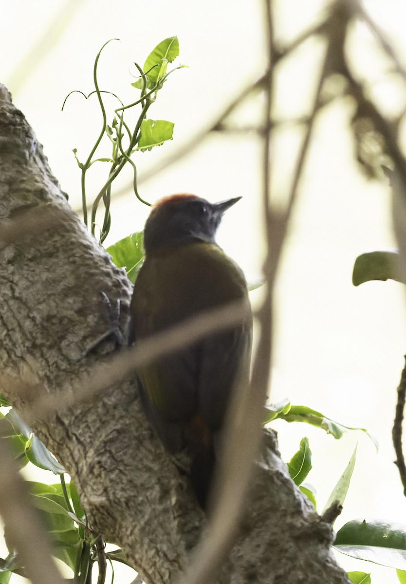 Pito Oliváceo - ML646645023