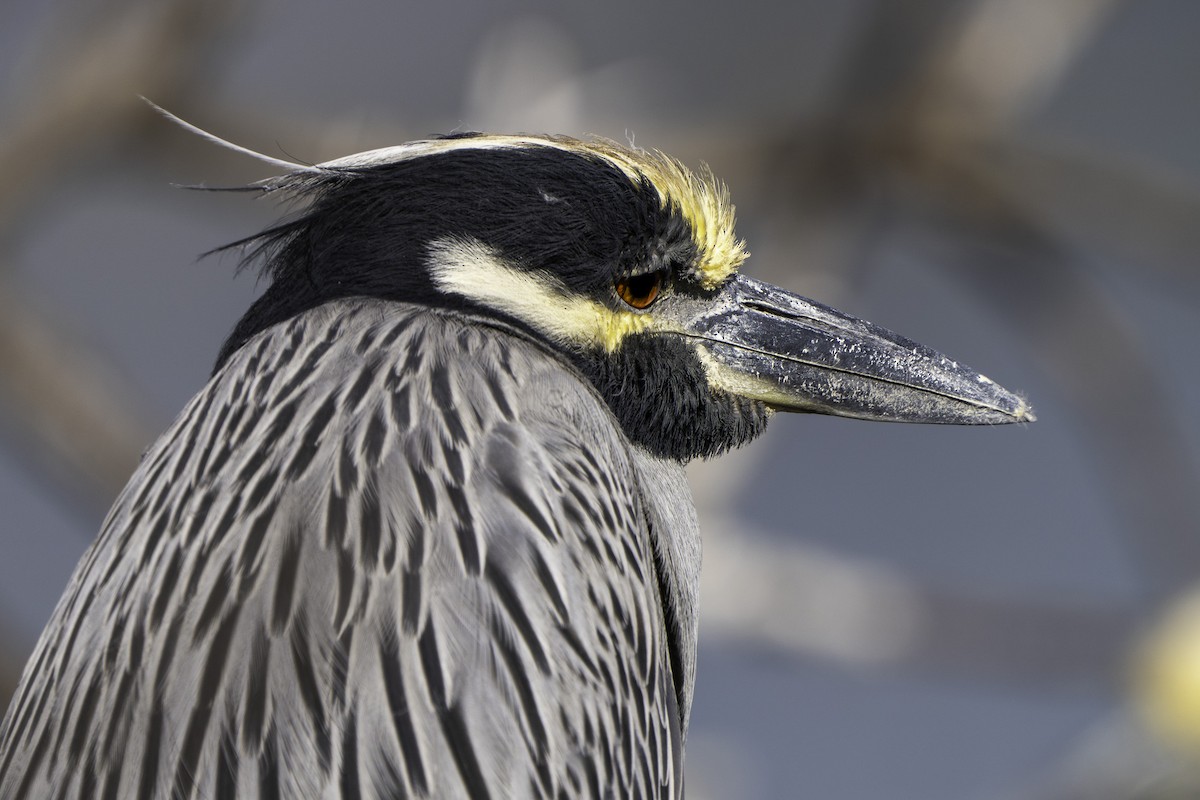 kvakoš žlutočelý - ML646645024