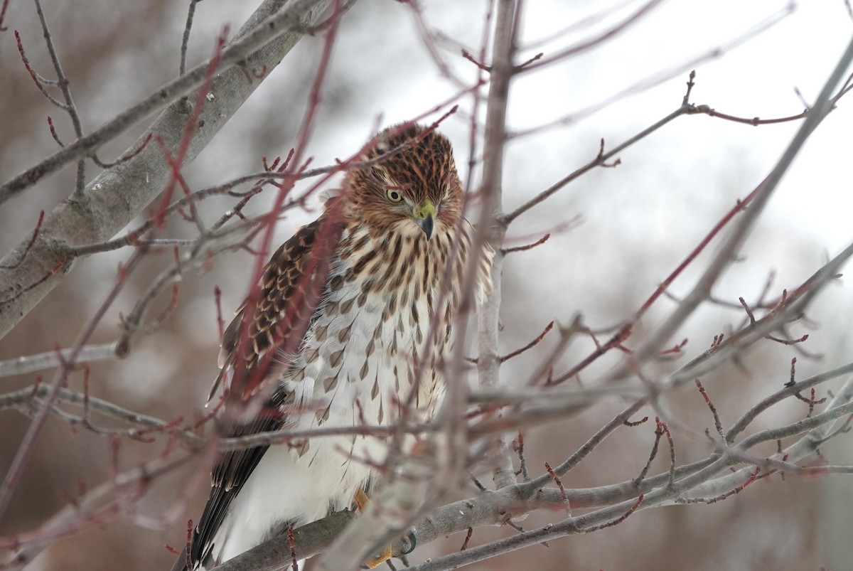 Cooper's Hawk - ML646645025