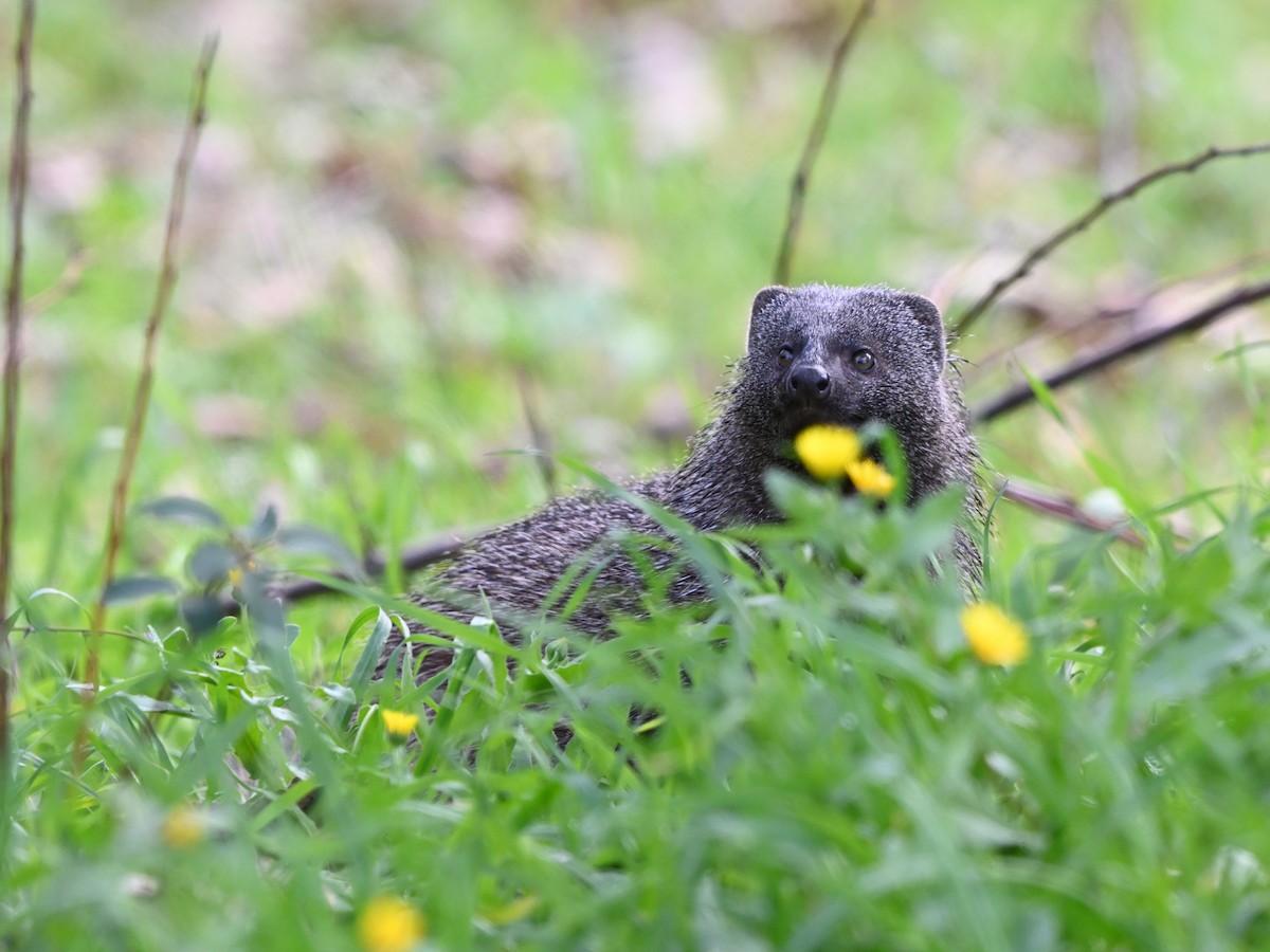 נמייה מצויה - ML646645026